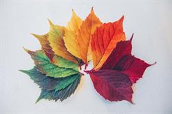 Autumn Financial