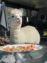 Iris Lodge Alpacas