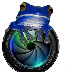 Blue Frog Photographer Innisfail