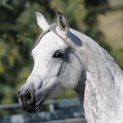 Bluedawn Egyptian Arabians