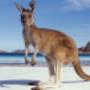 Kangaroo Australia