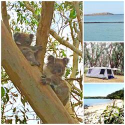 Camping with Koalas - French Island on Chateau Baudin Farm