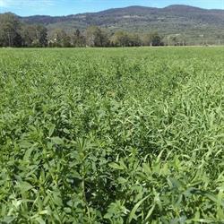 Scenic rim hay and chaff