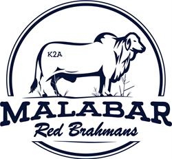 Malabar Red Brahmans
