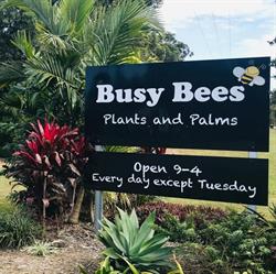 Busy Bees Plants and Palms