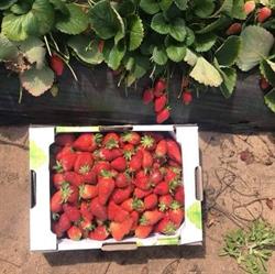 Minh Tran’s Strawberry Farm