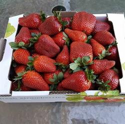 My Strawberry Farm - Picking Unavailable