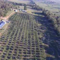 Narranghi Olive Grove Retreat