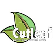Cutleaf
