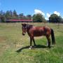 Monte from Viva Equine Assisted Therapy Sunshine Coast