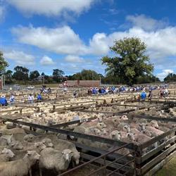 New England Livestock Agents - Guyra Saleyards