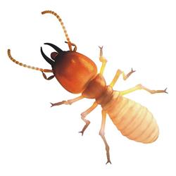 Coastal Pest Solutions
