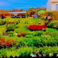 Monster Plant Sale
