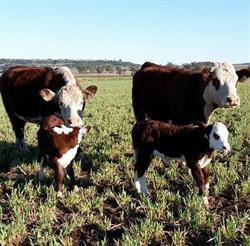 WRL HEREFORDS
