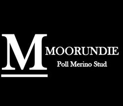 Moorundie Poll Merino Stud