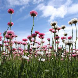 Lucinda's Everlastings