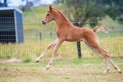 South Serenity Arabians