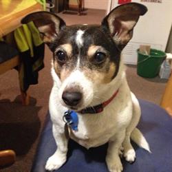 Northam Treasures and Pets