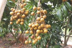 The Longan Farm