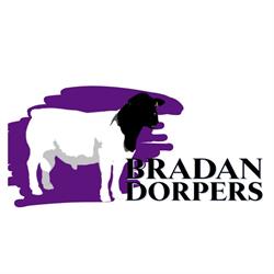 Bradan Dorpers