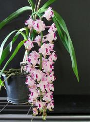 Burbank Orchid Nursery