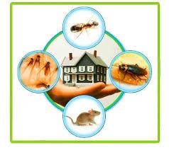 Pest Control Sydney