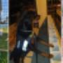 A1K9Security