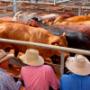 Roma Saleyard