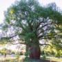 Roma's Biggest Bottle Tree