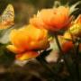 funeral packages melbourne