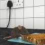 rodent