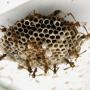 wasp removal