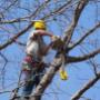 Stump Griding Services Southern Highlands