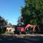 Tree Removal Services