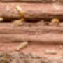 Pest Control Cranbourne
