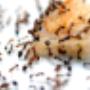 Pest Control Cranbourne