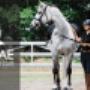 Equidae Horse Nutrition Cover Photo
