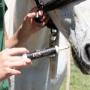 Horse Calming Paste