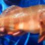Full Day Fishing Charter