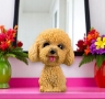 Nodding Head Brown Poodle Ornament