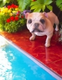Standing Bulldog Statue