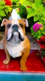 Large Muscle Bulldog Statue