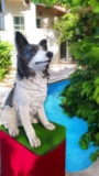 Large Border Collie Statue