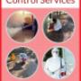 Expert Pest Control Services
