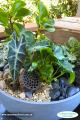 Terrariums and plants