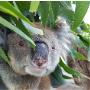 koala