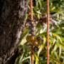 Surecut Tree Service2
