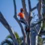 Surecut Tree Service3