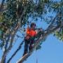 Aussie Tree Lopping Wollongong
