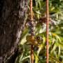Aussie Tree Lopping Wollongong